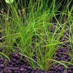 植栽から9日目　ヘアーグラスショート